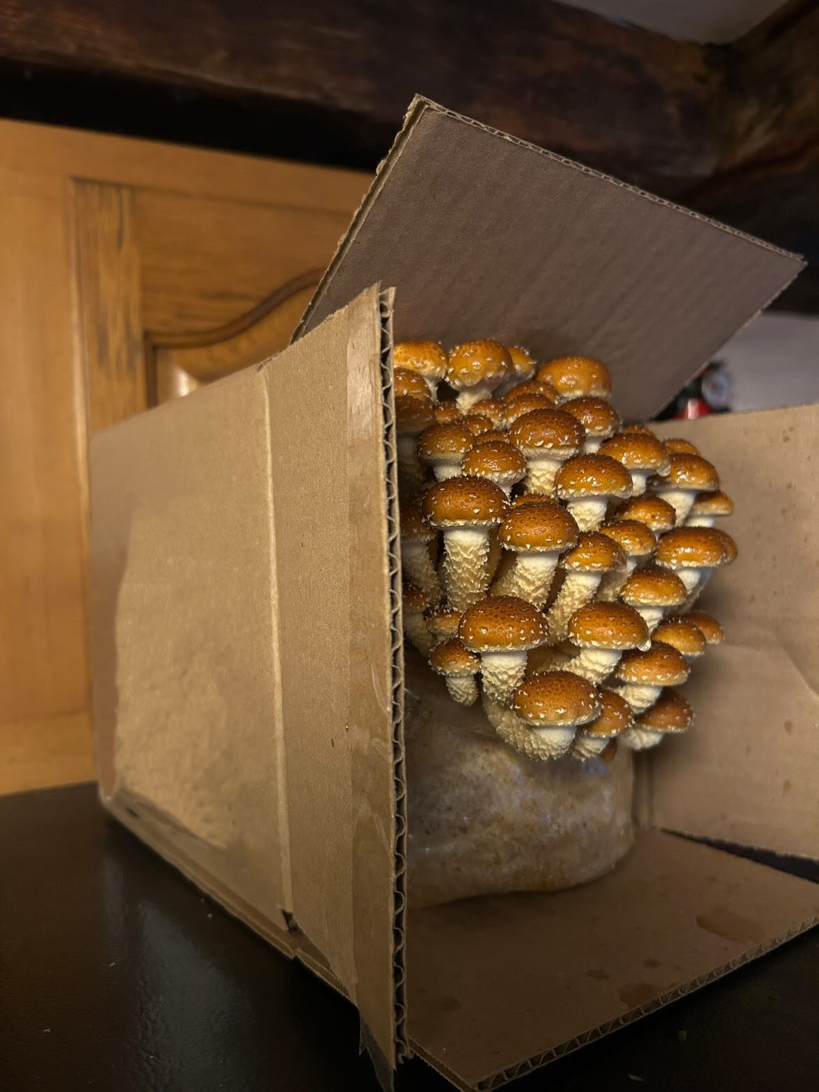 Chestnut mushroom grow pack