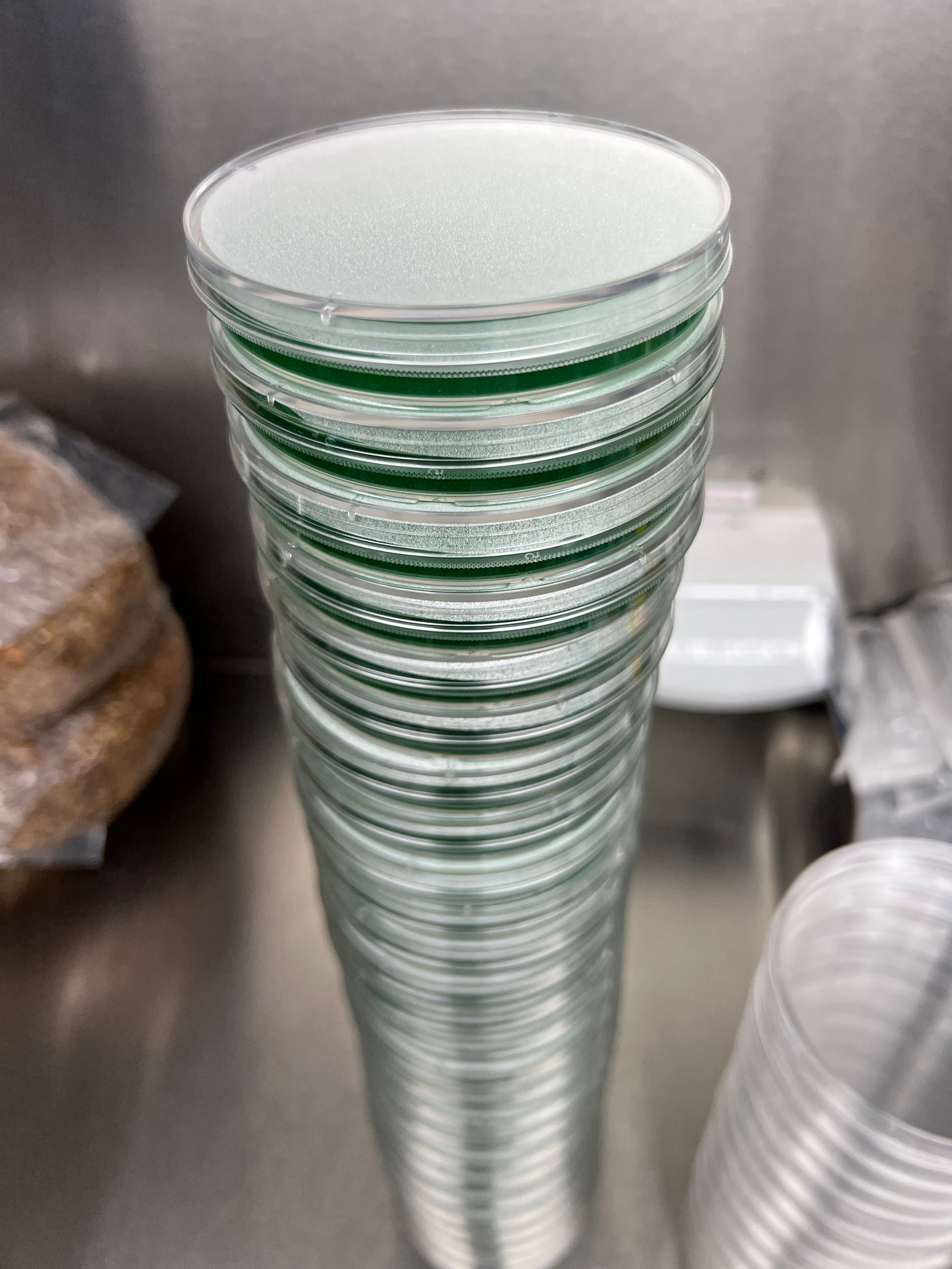 Pre-poured Sterile Agar Plates MEA [10 pack]