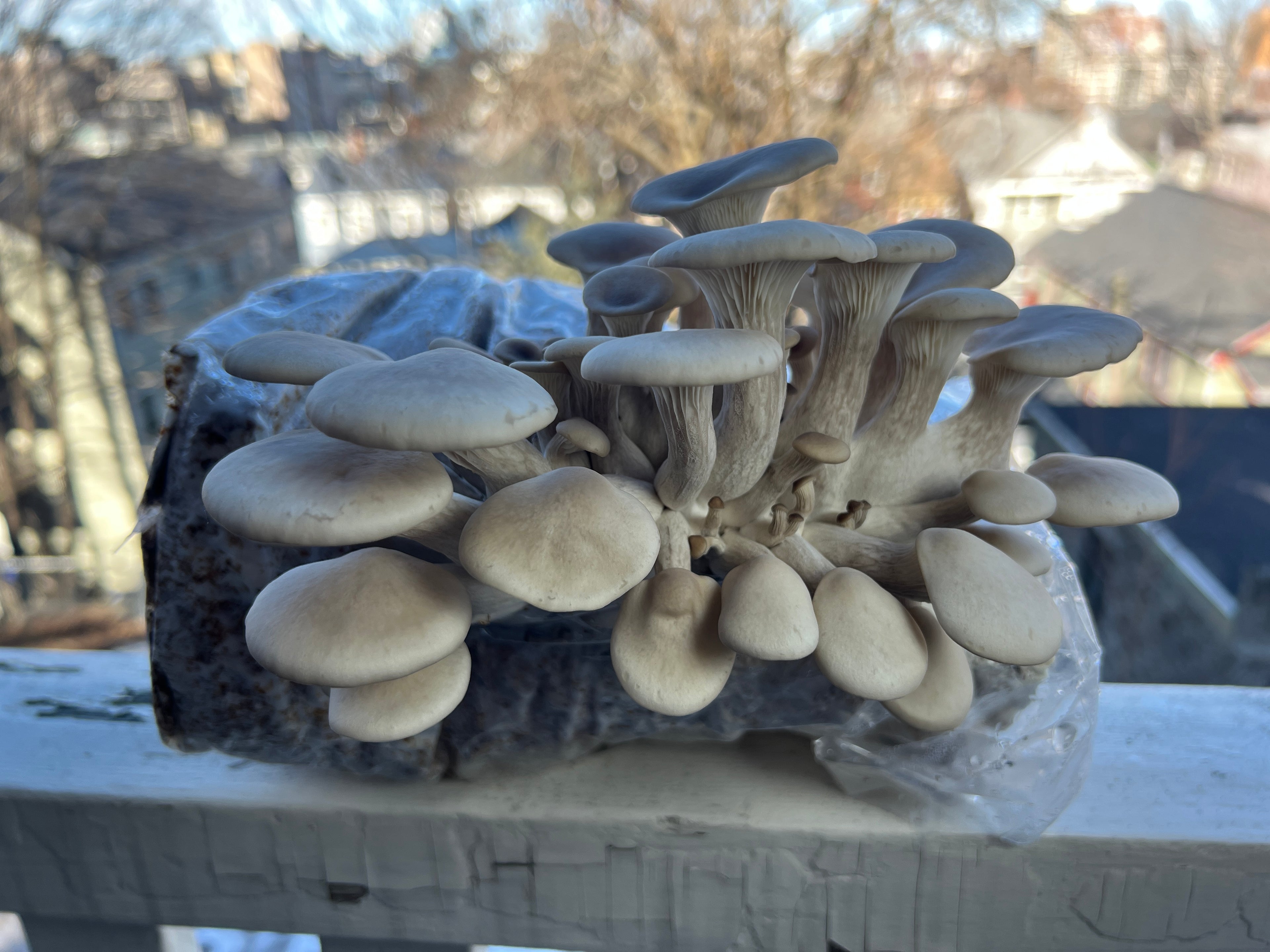 Golden Oyster mushroom grow pack